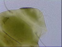 Echiniscus viridissimus image