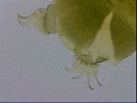 Echiniscus viridissimus image
