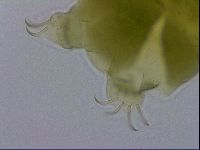 Echiniscus viridissimus image