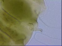 Echiniscus viridissimus image
