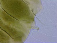 Echiniscus viridissimus image