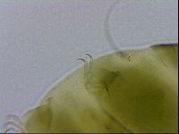 Echiniscus viridissimus image