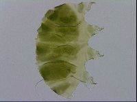 Echiniscus viridissimus image