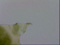 Echiniscus viridissimus image