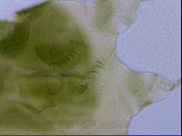 Echiniscus viridissimus image