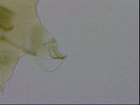 Echiniscus viridissimus image