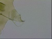 Echiniscus viridissimus image