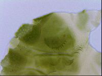 Echiniscus viridissimus image