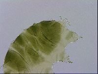 Echiniscus viridissimus image