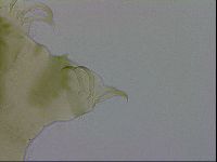 Echiniscus viridissimus image