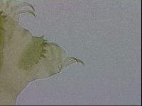 Echiniscus viridissimus image