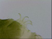 Echiniscus viridissimus image
