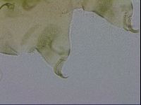 Echiniscus viridissimus image