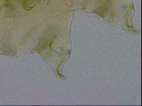 Echiniscus viridissimus image