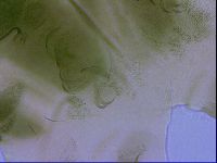 Echiniscus viridissimus image