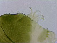 Echiniscus viridissimus image
