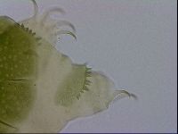 Echiniscus viridissimus image