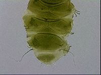 Echiniscus viridissimus image