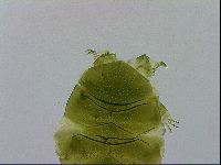 Echiniscus viridissimus image