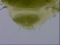 Echiniscus viridissimus image