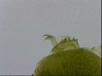 Echiniscus viridissimus image