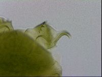 Echiniscus viridissimus image