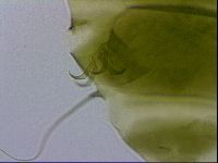 Echiniscus viridissimus image