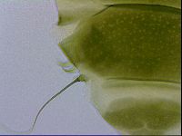 Echiniscus viridissimus image
