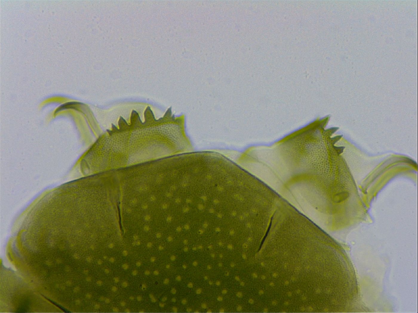 Echiniscus viridissimus image