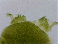 Echiniscus viridissimus image
