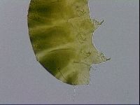 Echiniscus viridissimus image
