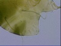 Echiniscus viridissimus image