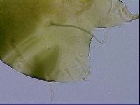 Echiniscus viridissimus image