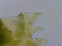 Echiniscus viridissimus image