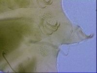 Echiniscus viridissimus image