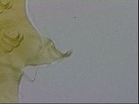 Echiniscus viridissimus image