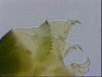 Echiniscus viridissimus image