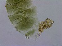 Echiniscus viridissimus image