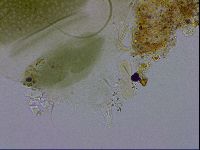Echiniscus viridissimus image