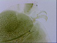 Echiniscus viridissimus image