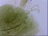 Echiniscus viridissimus image