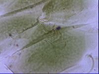 Echiniscus viridissimus image
