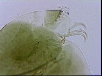 Echiniscus viridissimus image