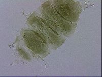 Echiniscus viridissimus image