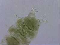 Echiniscus viridissimus image