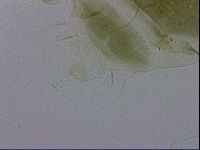 Echiniscus viridissimus image