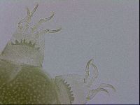 Echiniscus viridissimus image