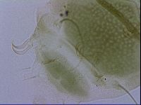 Echiniscus viridissimus image