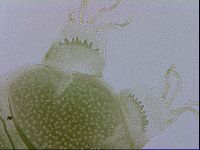 Echiniscus viridissimus image