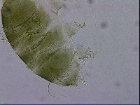 Echiniscus viridissimus image